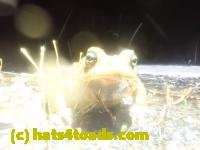 /home//u458753944/public_html/sourcegallery/////Roxborough Toad Detour/2025/2025-03-20/P3201634.JPG